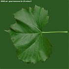 Filename=leaf_00200.jpg
Filesize=75KiB
Dimensions=640x640
Date added=Sep 14, 2006 leaf_00200.jpg