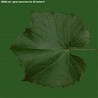 Filename=leaf_00322.jpg
Filesize=85KiB
Dimensions=640x640
Date added=Sep 14, 2006 leaf_00322.jpg