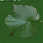 Filename=leaf_00323.jpg
Filesize=71KiB
Dimensions=640x640
Date added=Sep 14, 2006 leaf_00323.jpg