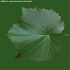 leaf_00323.jpg