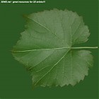 Filename=leaf_00324.jpg
Filesize=91KiB
Dimensions=640x640
Date added=Sep 14, 2006 leaf_00324.jpg