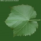 Filename=leaf_00325.jpg
Filesize=86KiB
Dimensions=640x640
Date added=Sep 14, 2006 leaf_00325.jpg
