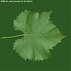 Filename=leaf_00407.jpg
Filesize=83KiB
Dimensions=640x640
Date added=Sep 14, 2006 leaf_00407.jpg