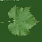 leaf_00407.jpg