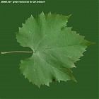 Filename=leaf_00408.jpg
Filesize=75KiB
Dimensions=640x640
Date added=Sep 14, 2006 leaf_00408.jpg