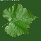 Filename=leaf_00417.jpg
Filesize=110KiB
Dimensions=640x640
Date added=Sep 14, 2006 leaf_00417.jpg
