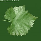 Filename=leaf_00418.jpg
Filesize=104KiB
Dimensions=640x640
Date added=Sep 14, 2006 leaf_00418.jpg
