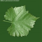 leaf_00418.jpg