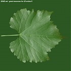 Filename=leaf_00419.jpg
Filesize=95KiB
Dimensions=640x640
Date added=Sep 14, 2006 leaf_00419.jpg