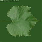 Filename=leaf_00420.jpg
Filesize=76KiB
Dimensions=640x640
Date added=Sep 14, 2006 leaf_00420.jpg