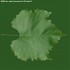 leaf_00420.jpg