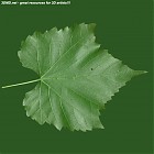 Filename=leaf_00421.jpg
Filesize=86KiB
Dimensions=640x640
Date added=Sep 14, 2006 leaf_00421.jpg