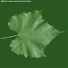 leaf_00421.jpg