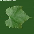 Filename=leaf_00422.jpg
Filesize=67KiB
Dimensions=640x640
Date added=Sep 14, 2006 leaf_00422.jpg