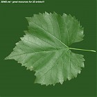 Filename=leaf_00433.jpg
Filesize=98KiB
Dimensions=640x640
Date added=Sep 14, 2006 leaf_00433.jpg
