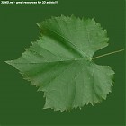Filename=leaf_00434.jpg
Filesize=82KiB
Dimensions=640x640
Date added=Sep 14, 2006 leaf_00434.jpg