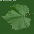 leaf_00434.jpg