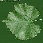 Filename=leaf_00435.jpg
Filesize=117KiB
Dimensions=640x640
Date added=Sep 14, 2006 leaf_00435.jpg