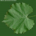 Filename=leaf_00436.jpg
Filesize=101KiB
Dimensions=640x640
Date added=Sep 14, 2006 leaf_00436.jpg