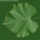 leaf_00436.jpg