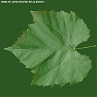 Filename=leaf_00453.jpg
Filesize=98KiB
Dimensions=640x640
Date added=Sep 14, 2006 leaf_00453.jpg