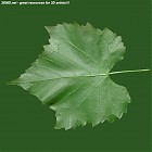 Filename=leaf_00458.jpg
Filesize=87KiB
Dimensions=640x640
Date added=Sep 14, 2006 leaf_00458.jpg