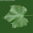 leaf_00458.jpg