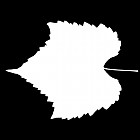 Filename=leaf_mask_00119.jpg
Filesize=27KiB
Dimensions=640x640
Date added=Sep 14, 2006 leaf_mask_00119.jpg