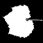 Filename=leaf_mask_00196.jpg
Filesize=29KiB
Dimensions=640x640
Date added=Sep 14, 2006 leaf_mask_00196.jpg