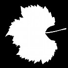 Filename=leaf_mask_00197.jpg
Filesize=31KiB
Dimensions=640x640
Date added=Sep 14, 2006 leaf_mask_00197.jpg
