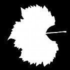 Filename=leaf_mask_00199.jpg
Filesize=30KiB
Dimensions=640x640
Date added=Sep 14, 2006 leaf_mask_00199.jpg