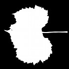 Filename=leaf_mask_00200.jpg
Filesize=29KiB
Dimensions=640x640
Date added=Sep 14, 2006 leaf_mask_00200.jpg