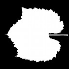 Filename=leaf_mask_00322.jpg
Filesize=29KiB
Dimensions=640x640
Date added=Sep 14, 2006 leaf_mask_00322.jpg