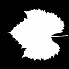 Filename=leaf_mask_00336.jpg
Filesize=30KiB
Dimensions=640x640
Date added=Sep 14, 2006 leaf_mask_00336.jpg