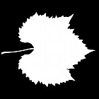 Filename=leaf_mask_00407.jpg
Filesize=30KiB
Dimensions=640x640
Date added=Sep 14, 2006 leaf_mask_00407.jpg