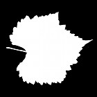 Filename=leaf_mask_00418.jpg
Filesize=28KiB
Dimensions=640x640
Date added=Sep 14, 2006 leaf_mask_00418.jpg