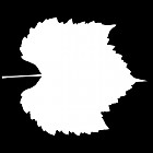 Filename=leaf_mask_00419.jpg
Filesize=28KiB
Dimensions=640x640
Date added=Sep 14, 2006 leaf_mask_00419.jpg