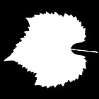 Filename=leaf_mask_00433.jpg
Filesize=29KiB
Dimensions=640x640
Date added=Sep 14, 2006 leaf_mask_00433.jpg