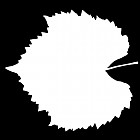 Filename=leaf_mask_00435.jpg
Filesize=30KiB
Dimensions=640x640
Date added=Sep 14, 2006 leaf_mask_00435.jpg