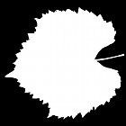 Filename=leaf_mask_00436.jpg
Filesize=30KiB
Dimensions=640x640
Date added=Sep 14, 2006 leaf_mask_00436.jpg