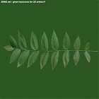 Filename=leaf_00021.jpg
Filesize=47KiB
Dimensions=640x640
Date added=Sep 14, 2006 leaf_00021.jpg