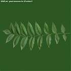 Filename=leaf_00023.jpg
Filesize=49KiB
Dimensions=640x640
Date added=Sep 14, 2006 leaf_00023.jpg