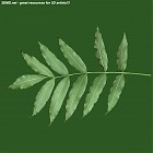 Filename=leaf_00034.jpg
Filesize=58KiB
Dimensions=640x640
Date added=Sep 14, 2006 leaf_00034.jpg