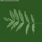 Filename=leaf_00035.jpg
Filesize=55KiB
Dimensions=640x640
Date added=Sep 14, 2006 leaf_00035.jpg