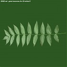 Filename=leaf_00133.jpg
Filesize=49KiB
Dimensions=640x640
Date added=Sep 14, 2006 leaf_00133.jpg