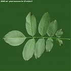 Filename=leaf_00136.jpg
Filesize=72KiB
Dimensions=640x640
Date added=Sep 14, 2006 leaf_00136.jpg