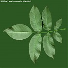 Filename=leaf_00138.jpg
Filesize=76KiB
Dimensions=640x640
Date added=Sep 14, 2006 leaf_00138.jpg