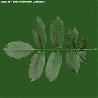 Filename=leaf_00142.jpg
Filesize=61KiB
Dimensions=640x640
Date added=Sep 14, 2006 leaf_00142.jpg