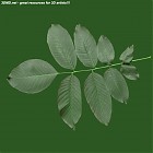 leaf_00171.jpg