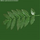 Filename=leaf_00203.jpg
Filesize=59KiB
Dimensions=640x640
Date added=Sep 14, 2006 leaf_00203.jpg